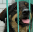Местные власти в ЛНР займутся отловом и передержкой бездомных животных - Луганский Информационный Центр
