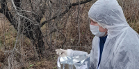 Ветеринары ЛНР разместят в лесах более 85 тыс. приманок с вакциной против бешенства - Луганский Информационный Центр