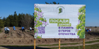Участники Международной акции «Сад памяти» высадили 5,7 тысяч сеянцев сосны на территории Старобельского лесничества - Минприроды ЛНР