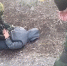 Полицейские в Старобельском районе задержали участника нацбатальона «Айдар» - Луганский Информационный Центр