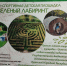 Победители Детского Экологического Форума создали в Луганске новое зеленое пространство - Город Луганск