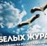 День белых журавлей как символ памяти и надежды - Город Луганск