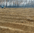 Экологи планируют этой весной восстановить в ЛНР 204,5 га лесных насаждений - Луганский Информационный Центр