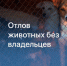 Куда и как заявить о животных без владельца - Город Луганск