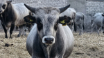 Институт животноводства «Аскания-Нова» планирует стать племенным репродуктором